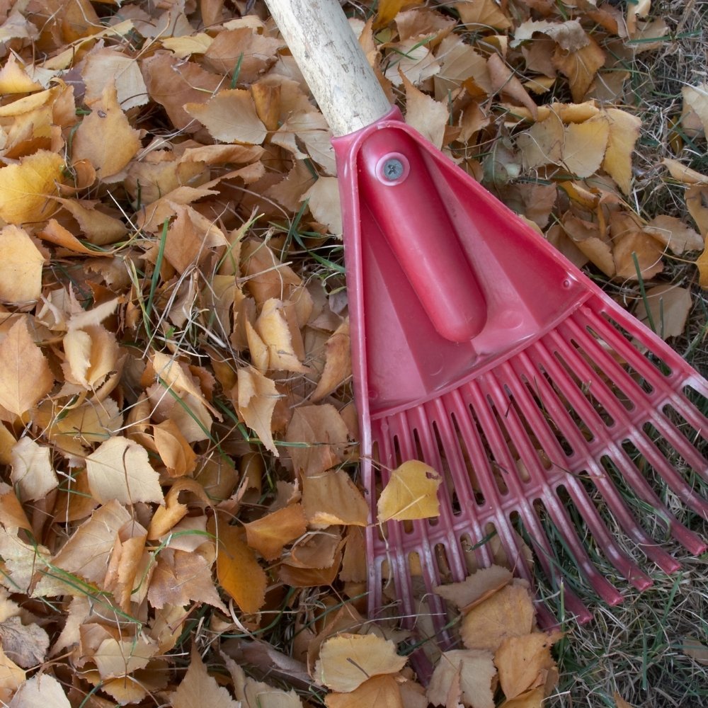 Seasonal Cleanups