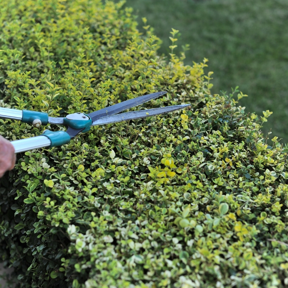 Shrub & Hedge Trimming