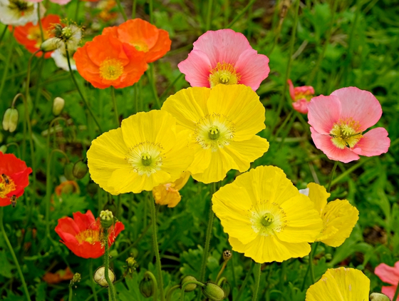 Seasonal Flower